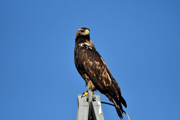 aguila imperial en torreta de la luz