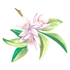 Watercolor citrus flowers on a branch with leaves. Isolated hand drawn illustration of spring blossom. Floral template for invitation and card, printing on packaging, stickers, embroidery and textile