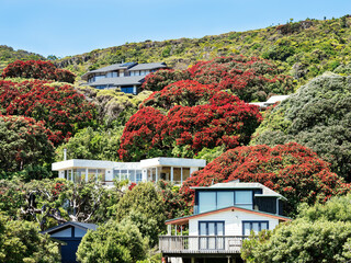 Holiday homes at coastal village with Pohutukawa Christmas trees. Southern Hemisphere Xmas.