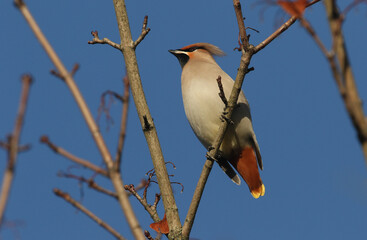 A Bohemian Waxwing, Bombycilla garrulus, perching on a branch in a tree. An autumn winter visitor to the United Kingdom.