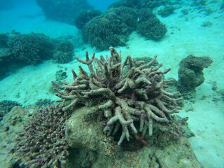環境保全 死んだサンゴ