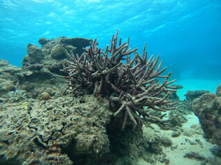 Fototapeta na wymiar 温暖化の影響、死んだサンゴ