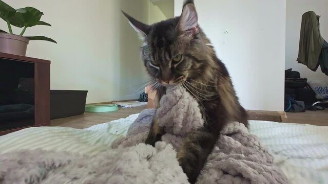 Gray cat resting on a bed biting and kneading a comfy soft blanket