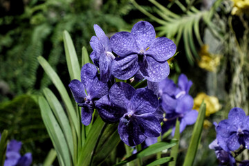 Close-up of blue Vanda coerulea orchids © supachai