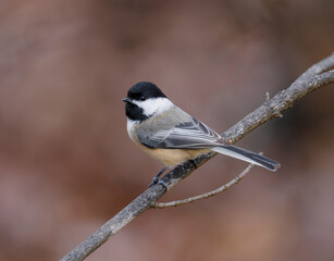 black capped chickadee bird standing on the tree branch