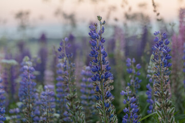Lupine flowers in a foggy field during sunset in the Moscow region