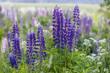 Lupine flowers in a foggy field during sunset in the Moscow region