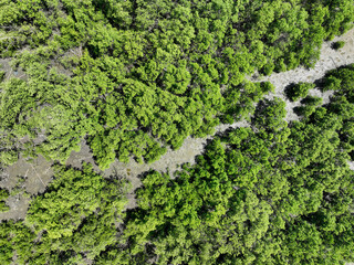 Green mangrove forest with morning sunlight. Mangrove ecosystem. Natural carbon sinks. Mangroves capture CO2 from the atmosphere. Blue carbon ecosystems. Mangroves absorb carbon dioxide emissions.