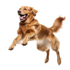Golden dog running and jumping happily on transparent background PNG