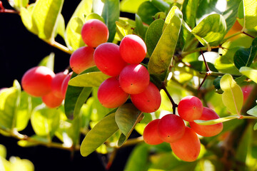 Carissa carandas is a species of flowering shrub in the family Apocynaceae. It produces berry-sized...