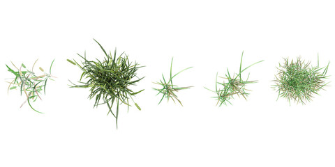Phleum pratense,simple grassL from the top view isolated white background - obrazy, fototapety, plakaty