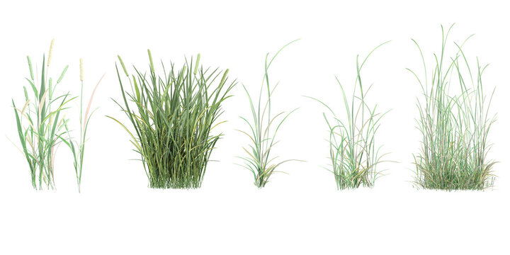 Phleum pratense,simple grassL collection with realistic style