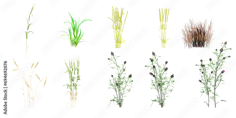 Poster set of photo realistic 3d rendering of cirsium vulgare grass cutout with transparent background