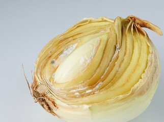 Half of a ginila bulb on a white background. Rotten and moldy onions.