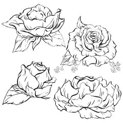 Ink: Set of floral composition featuring delicate open rose flowers and woodland forget-me-nots. Wildflowers and rose leaves. A stylish illustration for cards coloring prints, posters and textile