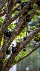 Brazilian grapes on the tree are black when ripe