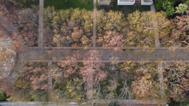 Aerial View of Duarte Pacheco Monument Amidst Autumn Trees, Loul&eacute;