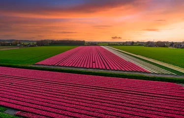 Tuinposter Fields of pink tulips at sunset in Holland. © Alex de Haas