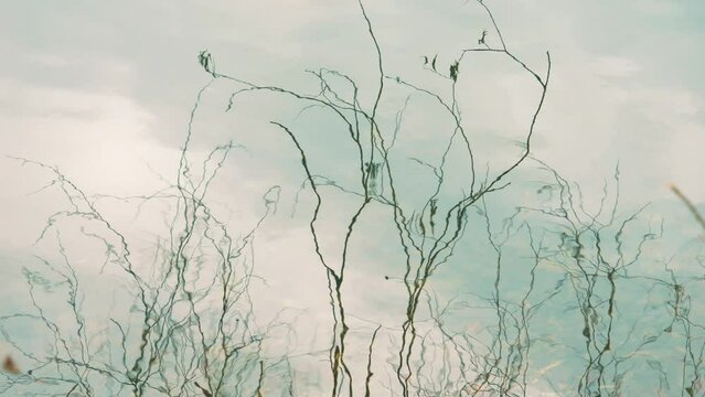 Footage of a reflection of bare branches swaying on the wind on the surface of the lake on the winter day