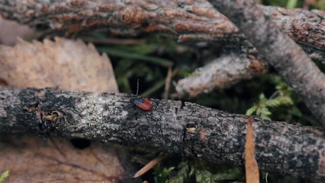 A tick crawling along the forest floor and looking for its prey