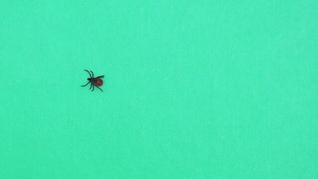 A tick crawling on a sheet of green paper