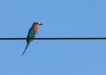 Lilac-breasted roller bird on wire