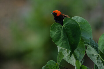 Red Bishop Bird on the bushes