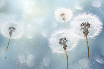 Fluffy dandelion texture with delicate seeds and a light, airy feel.