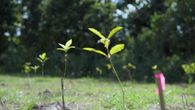 Kratom is a Thai medicinal herb.