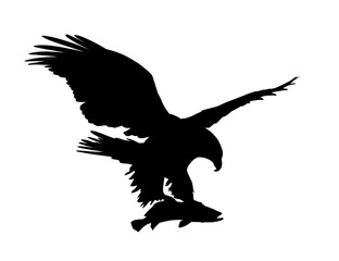 The silhouette of wild eagle with fish.
