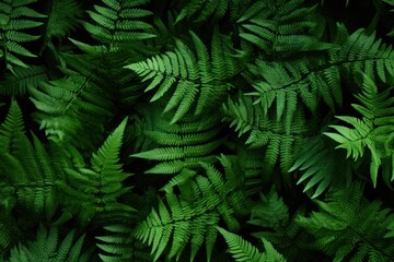 Dense, green fern texture with intricate leaflets and a lush, botanical look. - obrazy, fototapety, plakaty