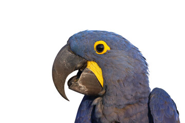 Close-up of a beautiful macaw parrot isolated on transparent background. Hyacinth macaw