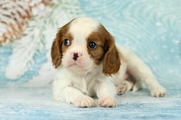 Cute cavalier King Charles spaniel puppy on blue background