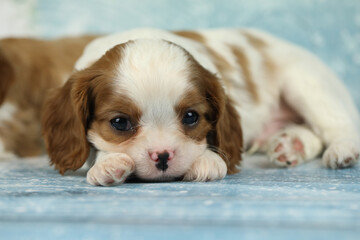 Cute cavalier King Charles spaniel puppy on blue background