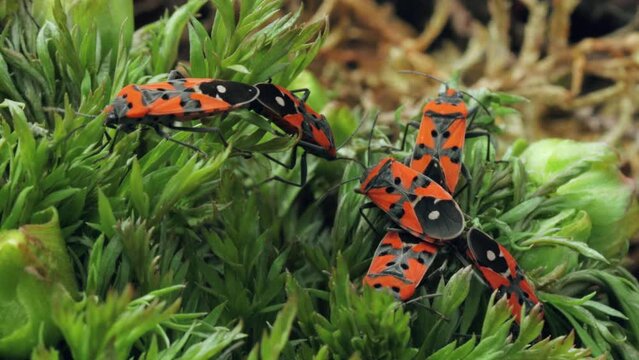 Mating of red soldier bugs in spring