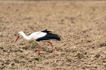 Stork, bird seeking food on the soil. Ciconia. Natural environment.