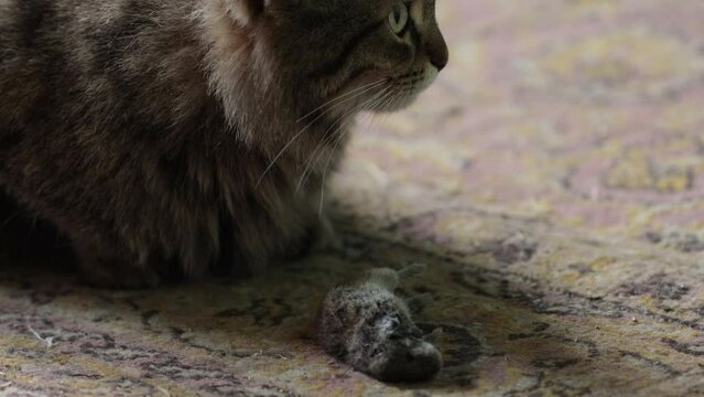 Cat with a caught mouse