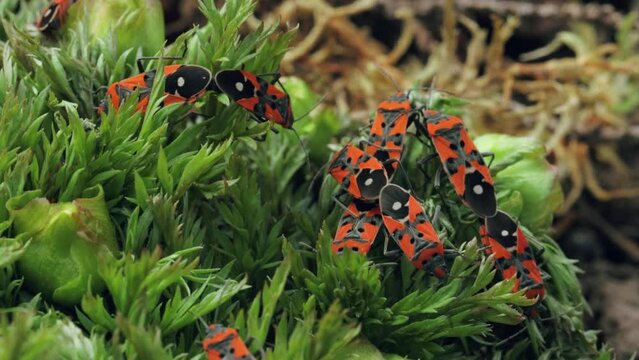 Mating of red soldier bugs in spring