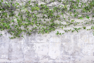 Green leaf plant growing through on white concrete block old background