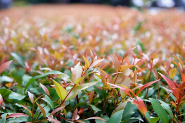 Syzygium australe field flower plants growing in garden closeup summer background (Australian Rose Apple, Brush Cherry, Creek Lily Pilly, Creek Satinash)