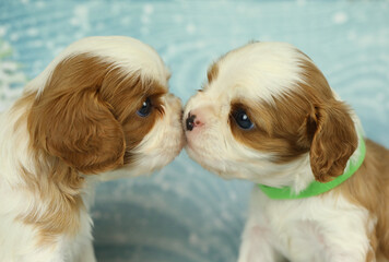 Cute cavalier King Charles spaniel puppy on blue background