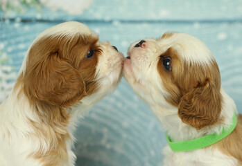 Cute cavalier King Charles spaniel puppy on blue background