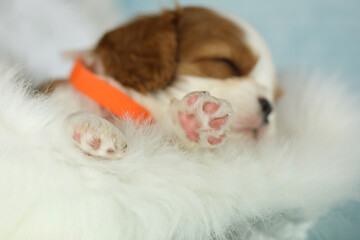 Cute sleeping cavalier King Charles spaniel puppy on white background