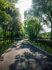 Fototapeta na wymiar Summer Country Road With Trees Beside Concept