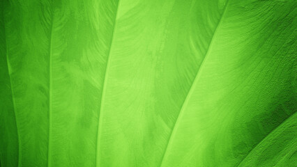 A large woody or banana leaf pattern background with a light green gradient rough effect reflecting sunlight.