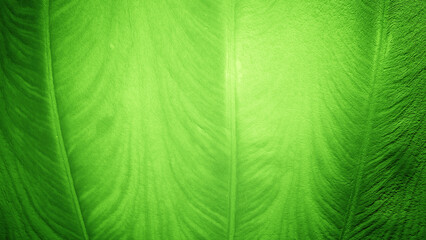 A large woody or banana leaf pattern background with a light green gradient rough effect reflecting sunlight.