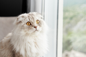 A Highland Fold cat with golden eyes gazes out a window, lost in thought against a soft natural...