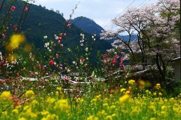久喜の花桃。仁淀川、高知、日本。３月下旬。