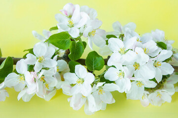 A beautiful sprig of an apple tree with white flowers against a yellow background. Blossoming branch. Spring still life. Place for text. Concept of spring or mom day