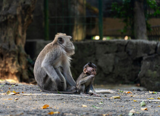 Mother monkey with her baby in the park. Baby monkey and mother